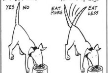 为什么对比测试可能会扼杀转化率-DigiMax