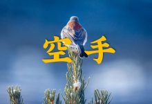 空手 | 广告人逃离指南-DigiMax